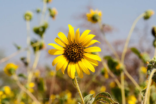 Botanical photography print of a bright yellow wild sunflower on a hot summer day in Oklahoma by Sean Ramsey of Southern Plains Photography.