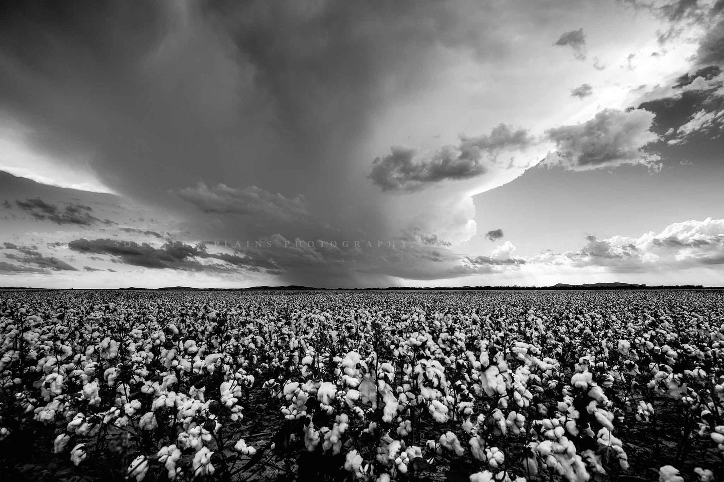 Black and white country photography print of a thunderstorm brewing over a cotton field on a stormy late summer day in Oklahoma by Sean Ramsey of Southern Plains Photography.
