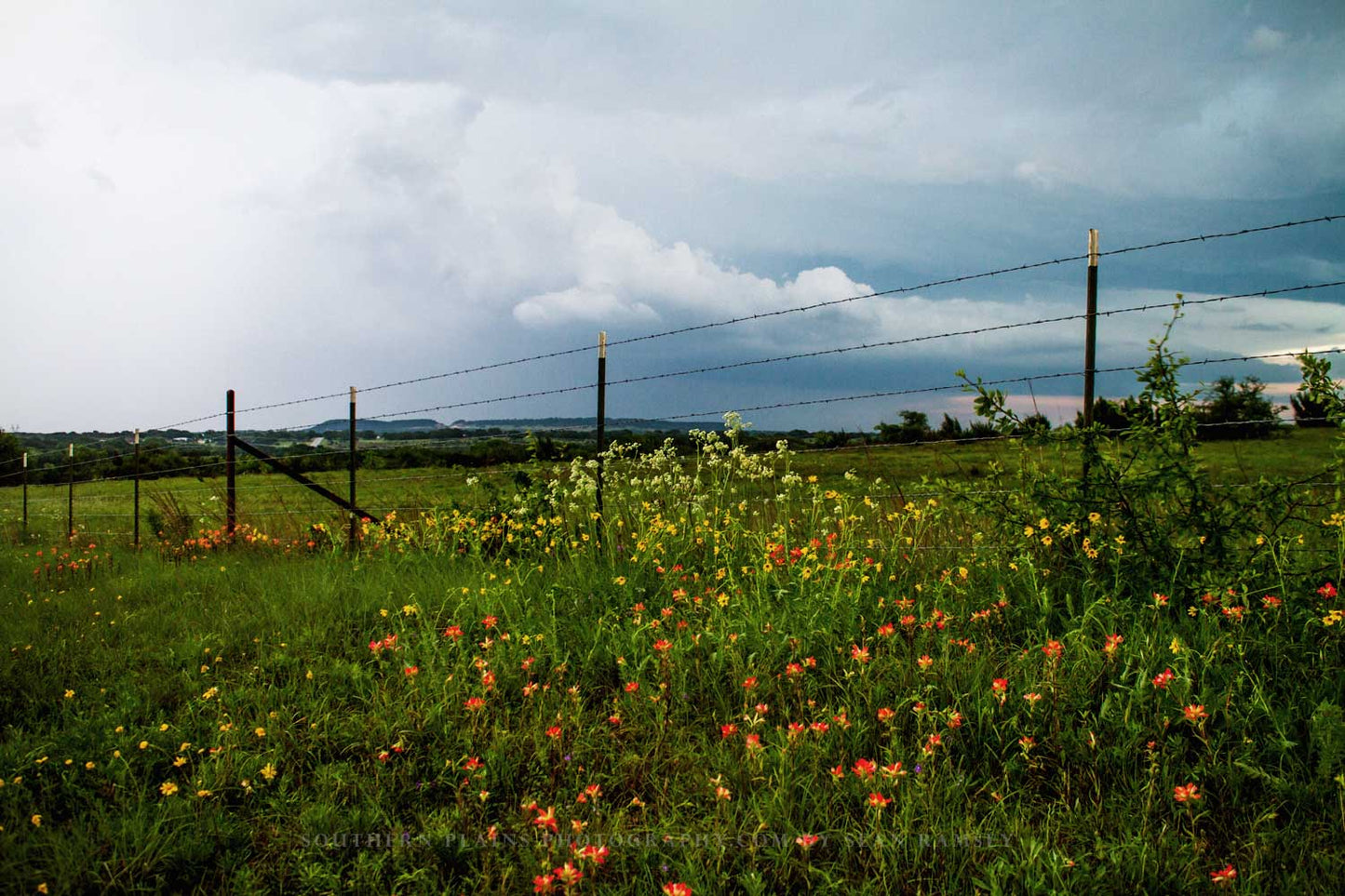 Vintage style photography print of wildflowers along a barbed wire fence on a stormy spring day in Texas by Sean Ramsey of Southern Plains Photography.