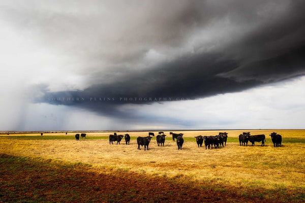 Western photography print of a herd of angus cows under an advancing thunderstorm on a stormy spring day in Texas by Sean Ramsey of Southern Plains Photography.