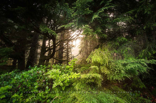 Pacific Northwest photography print of sunlight breaking through dense vegetation in the Quinault Rainforest in Washington state by Sean Ramsey of Southern Plains Photography.