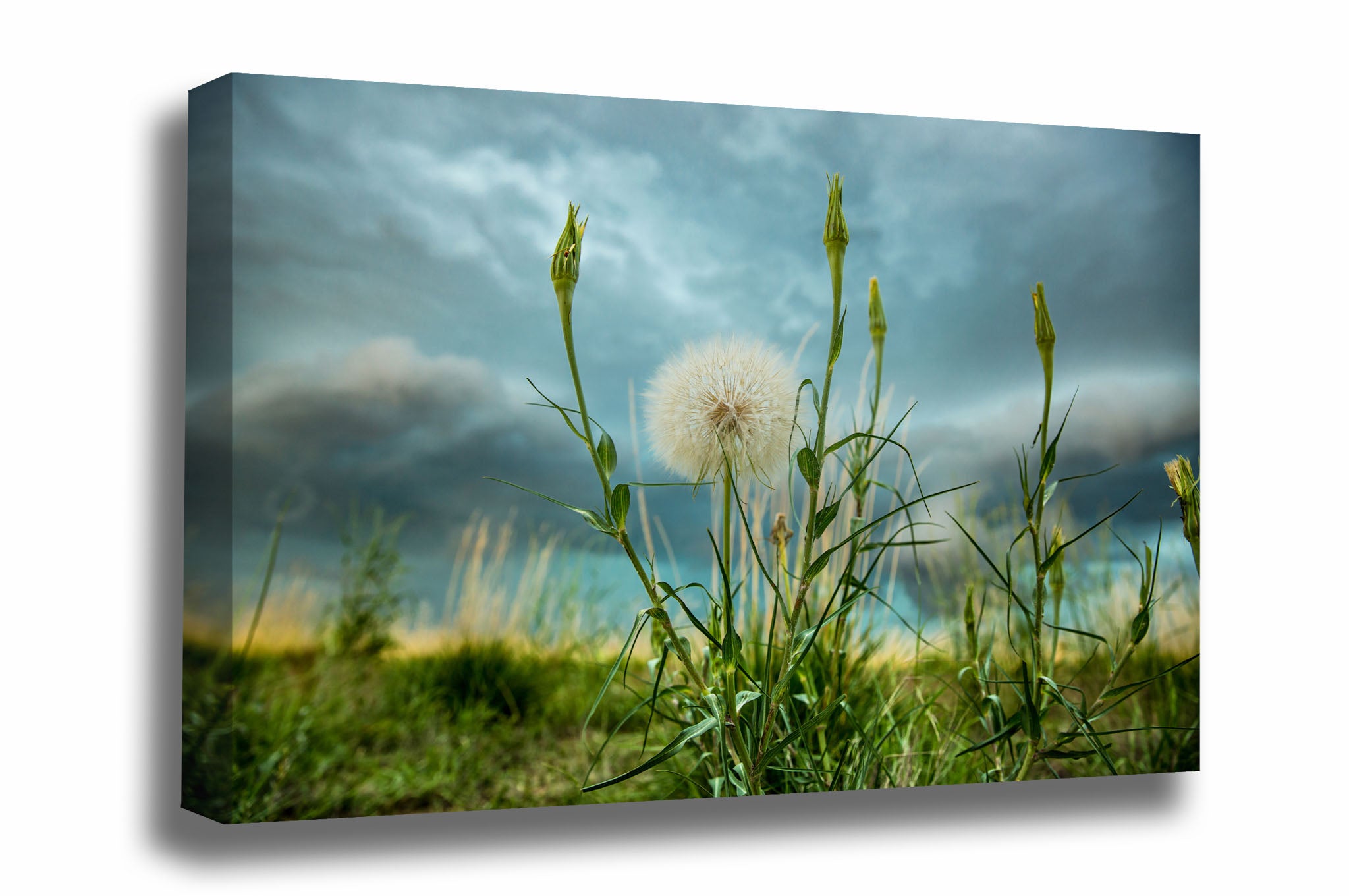 Botanical canvas wall art of a giant dandelion standing tall as a storm approaches on a spring day on the plains of Colorado by Sean Ramsey of Southern Plains Photography.