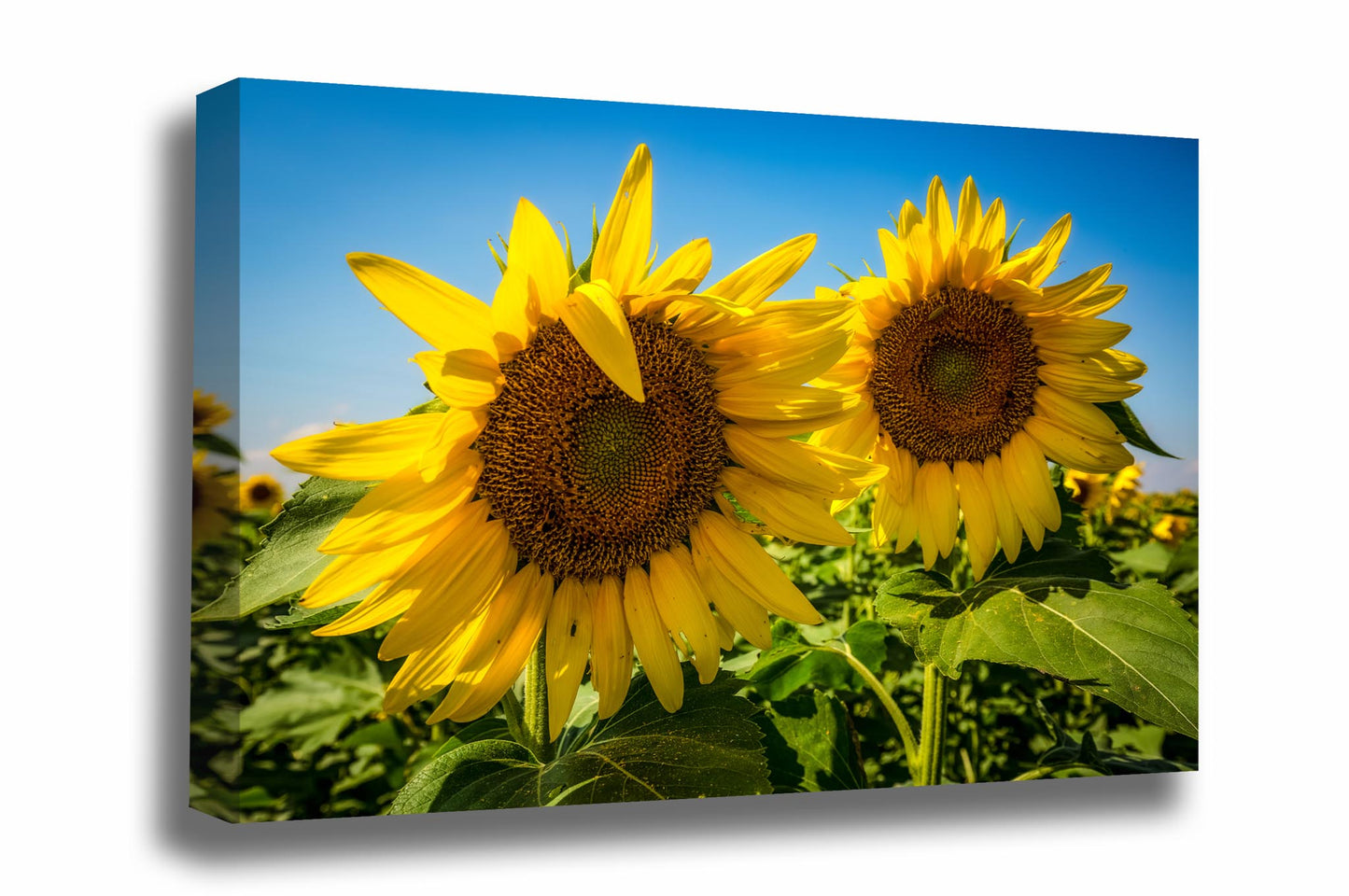 Country canvas wall art of a pair of large sunflowers shining bright on a warm autumn day in Kansas by Sean Ramsey of Southern Plains Photography.