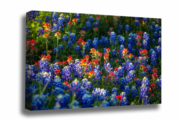 Floral canvas wall art of bluebonnets and Indian paintbrush wildflowers on a spring day in Texas by Sean Ramsey of Southern Plains Photography.