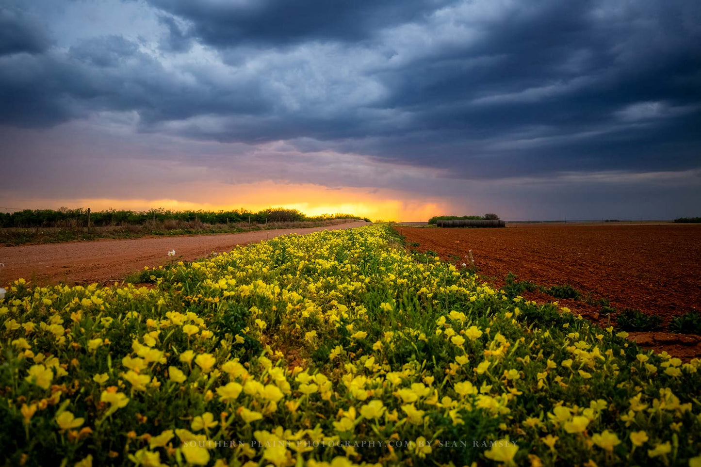 Country photography print of yellow wildflowers leading to the horizon at sunset on a stormy spring evening in Texas by Sean Ramsey of Southern Plains Photography.